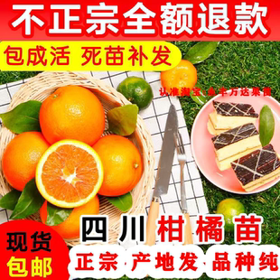 四川柑橘树果苗不知火爱媛38号春见耙耙沃丑柑桔嫁接砂糖橘子树苗
