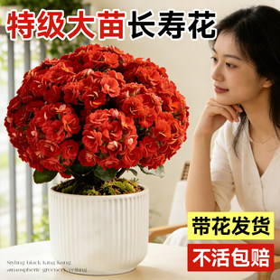 长寿花重瓣大花花苗盆栽四季鲜花开花卉带花苞室内阳台好养绿植物