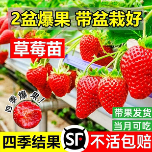 奶油草莓苗秧穴盘种植新苗带果秋冬四季结果盆栽黑红颜丹东99种子