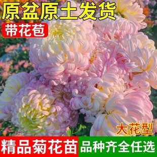 菊花盆栽带花苞四季种植可食用特大乒乓菊荷兰菊花苗大苗植物大花