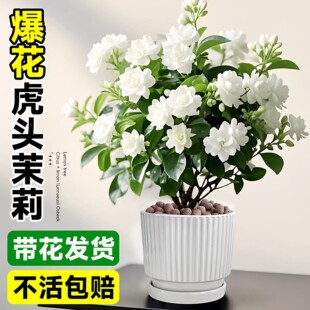 特级虎头茉莉花盆栽重瓣大花独杆圆叶老桩花卉绿植懒人适合养的花