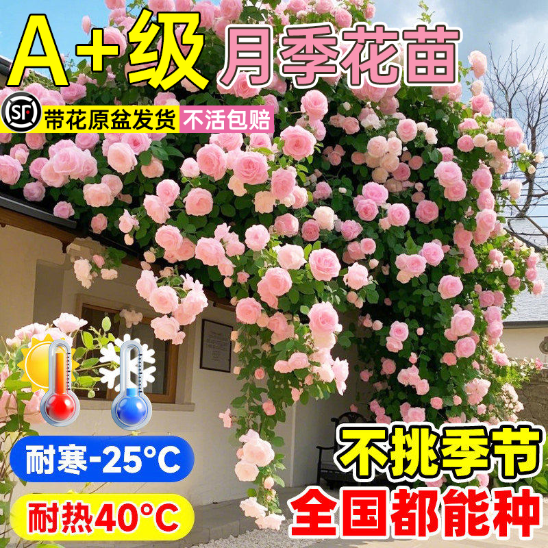 爬藤月季大苗蔷薇花卉植物盆栽室内外庭院别墅爬墙月季特大玫瑰花,鲜花速递/花卉仿真/绿植园艺,月季/蔷薇/玫瑰,淘宝优惠券,粉丝福利购,淘宝优惠卷