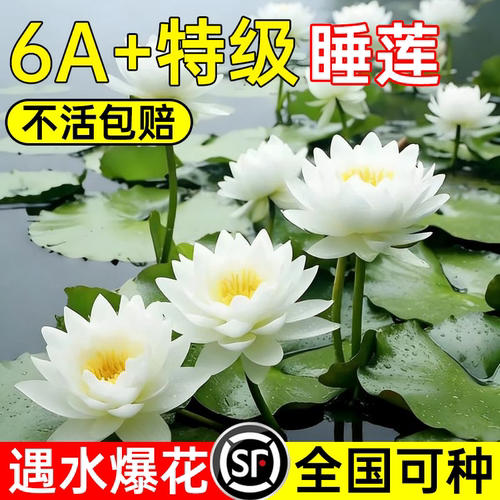 【6A+特级】睡莲水培植物四季
