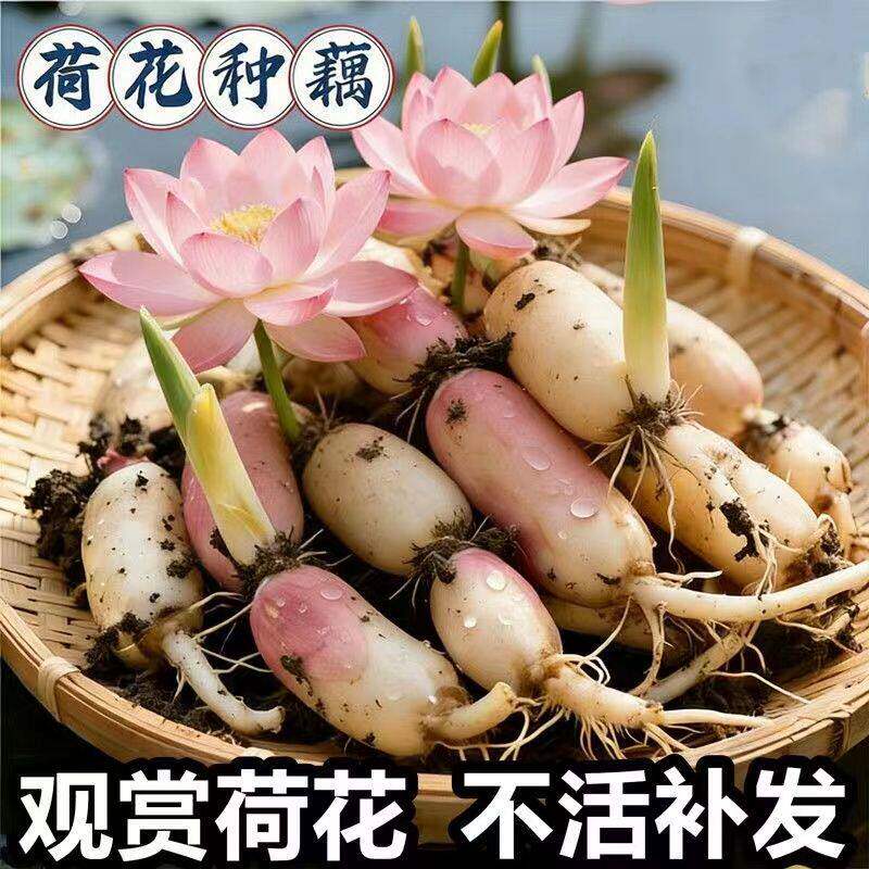 精品大型荷花观赏型四季水养水缸种藕莲藕莲蓬新鲜荷花藕芽白莲藕