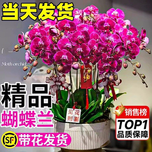 蝴蝶兰带花盆栽带花剑精品兰花带花苞四季好养活大苗客厅室内植物