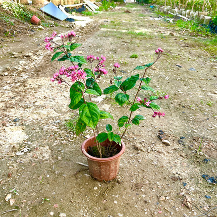 四季开花龙吐珠花盆栽庭院园林绿植花卉爬藤室内客厅阳台花坛花卉
