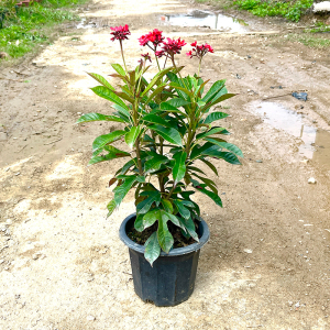 花期长戟叶珊瑚庭院阳台客厅花卉