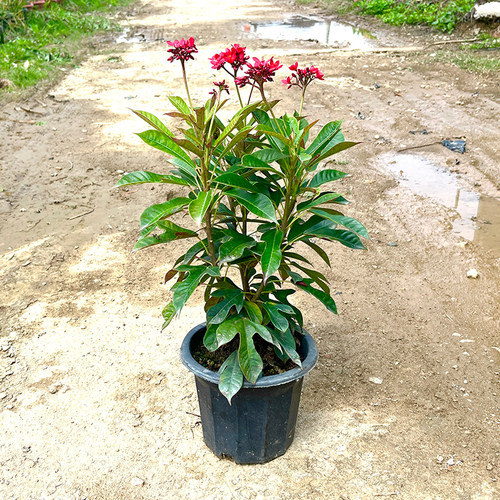 花期长戟叶珊瑚庭院阳台客厅花卉