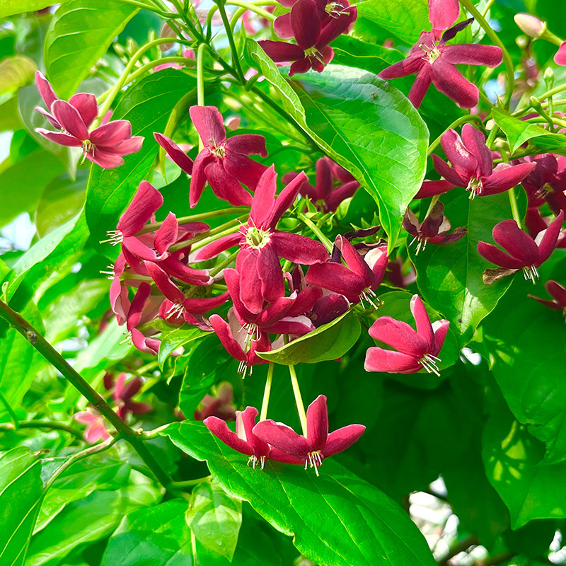 史君子爬藤绿植爬藤植物花卉花墙