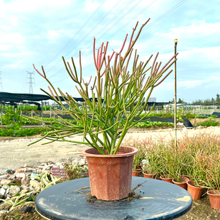 沙漠绿植彩珊瑚阳台庭院花坛露台民宿酒店庭院园林地栽盆景光棍树