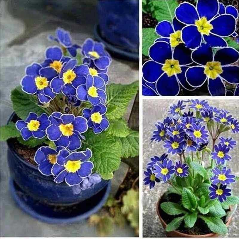 100pcs Rre Blue Evening Primrose Flower Seeds Primul Mlc