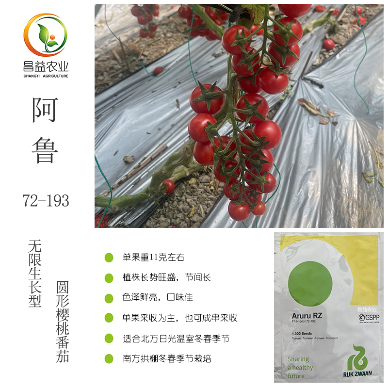 瑞克斯旺小番茄阿鲁串收