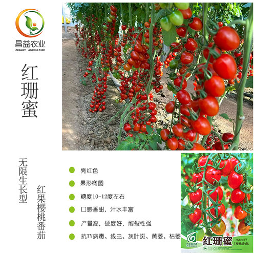 红珊蜜红色樱桃小番茄种子