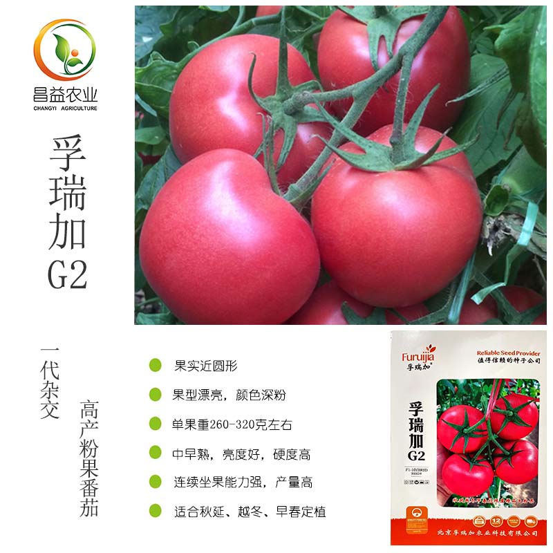 孚瑞加g2硬粉西红柿种籽孑抗根腐灰叶斑秋延越冬早春定植番茄种子