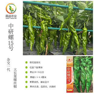 中研螺15号螺丝椒种子早熟耐低温抗病抗倒伏大长果螺丝椒辣椒种子