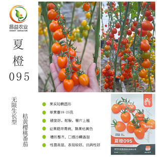 夏橙095桔黄色樱桃番茄种子 绿亨口感沙糯香甜高品质桔黄番茄种籽