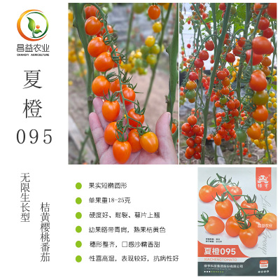 夏橙095桔黄色樱桃番茄种