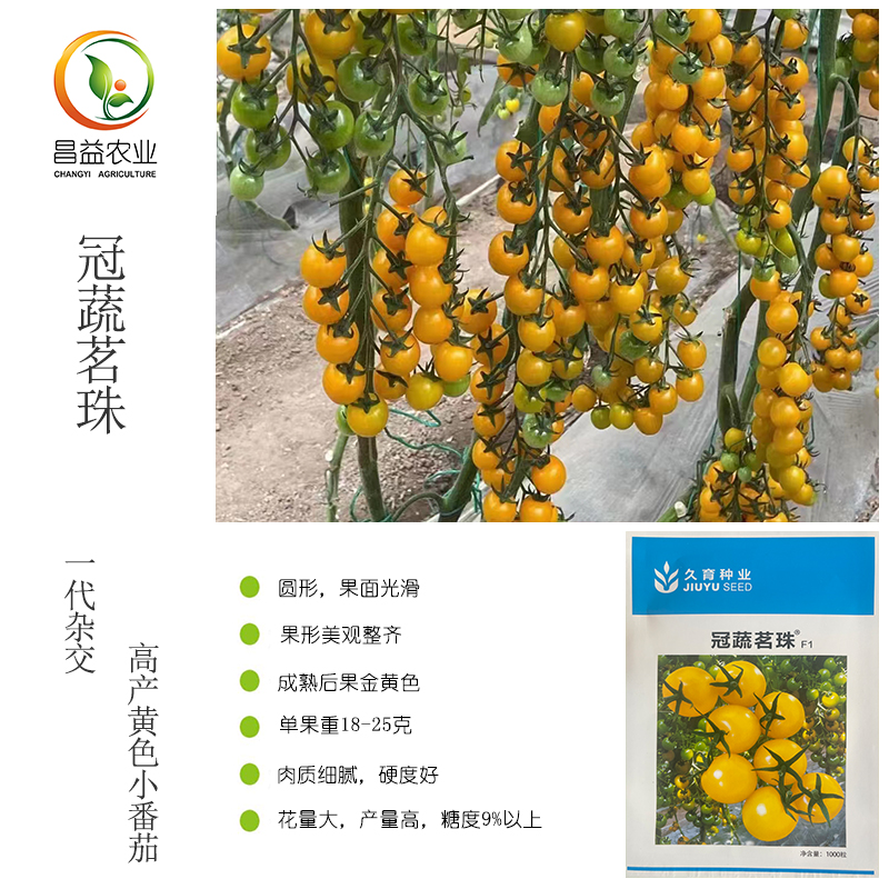 久育黄色樱桃番茄高糖高产