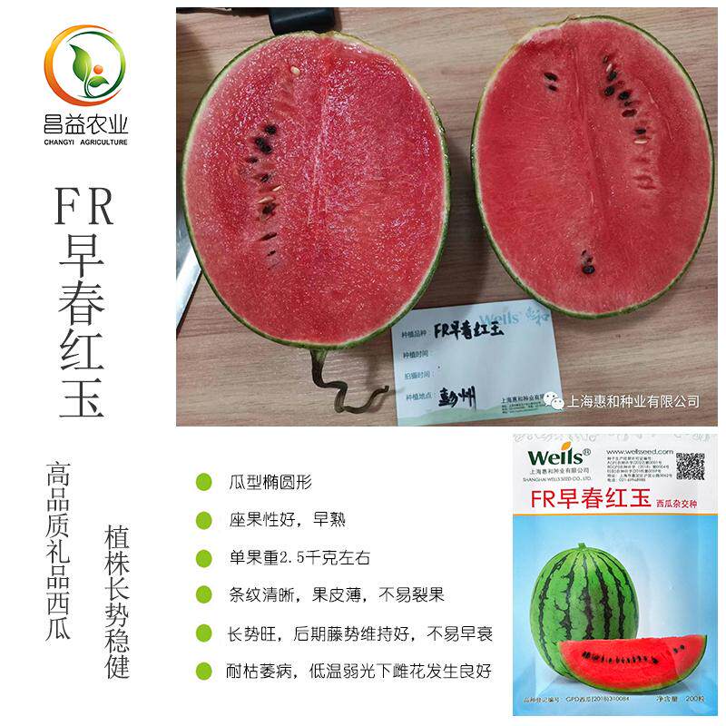 高产抗病春季红瓤礼品西瓜种籽