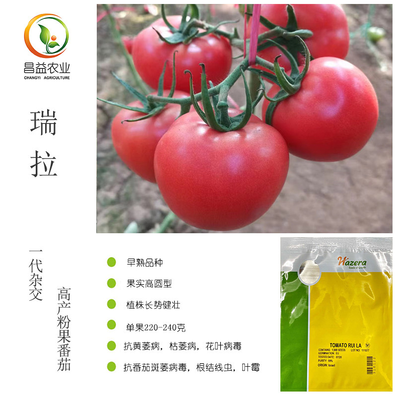海泽拉瑞拉粉果番茄种子 越夏抗斑萎大果型硬粉颜色亮西红柿种子