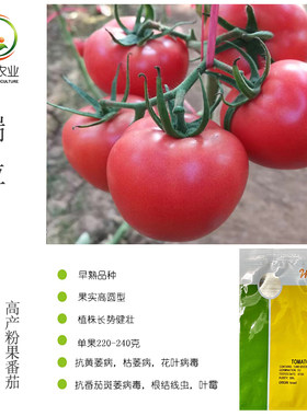 海泽拉瑞拉粉果番茄越夏耐热