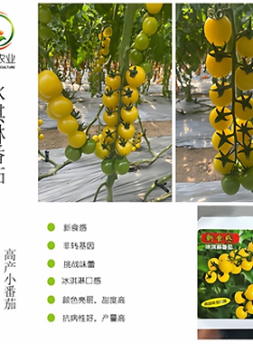 黄冰淇淋樱桃番茄种子花之大和黄色黄宾吉铃口感小番茄西红柿种子