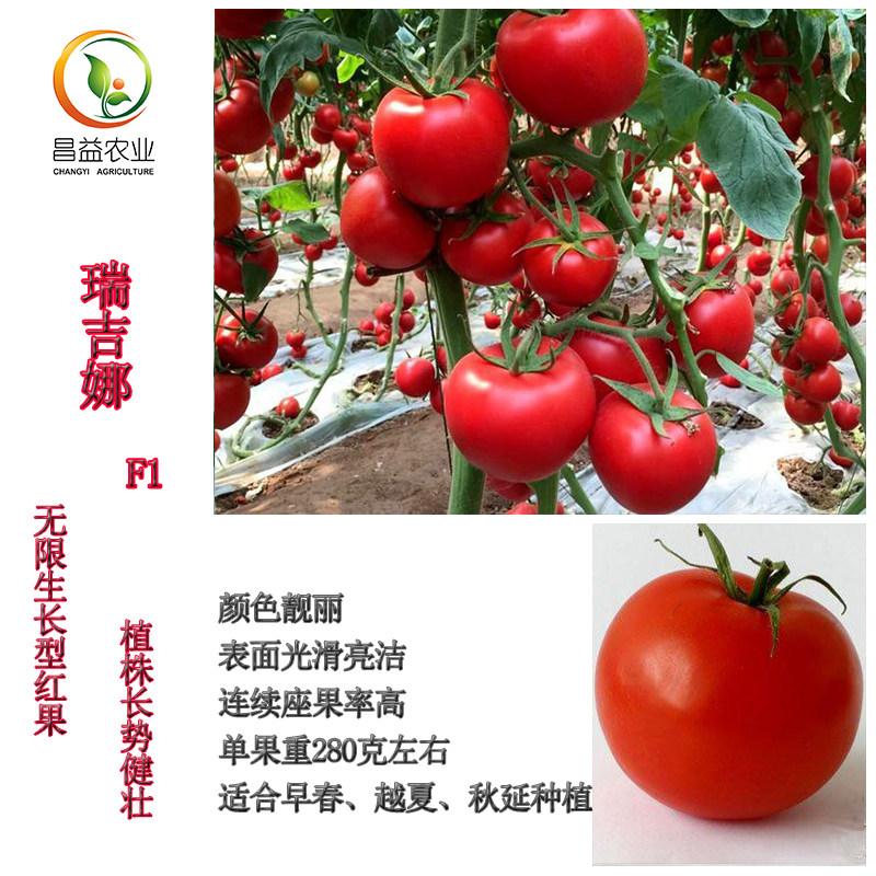 瑞吉娜f1大红果番茄种籽孑耐热抗病毒亮度好大红西红柿种子番茄苗