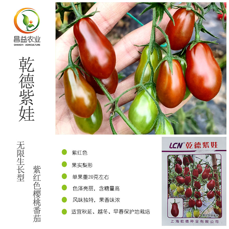 乾德紫娃紫红色樱桃番茄种子葫芦形圣女果高糖度玲珑小番茄种子孑