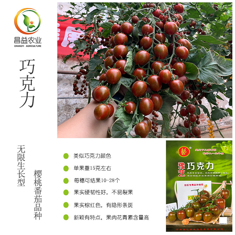 豫艺巧克力小番茄种子 河南豫艺花青素含量高甜度高樱桃番茄种子