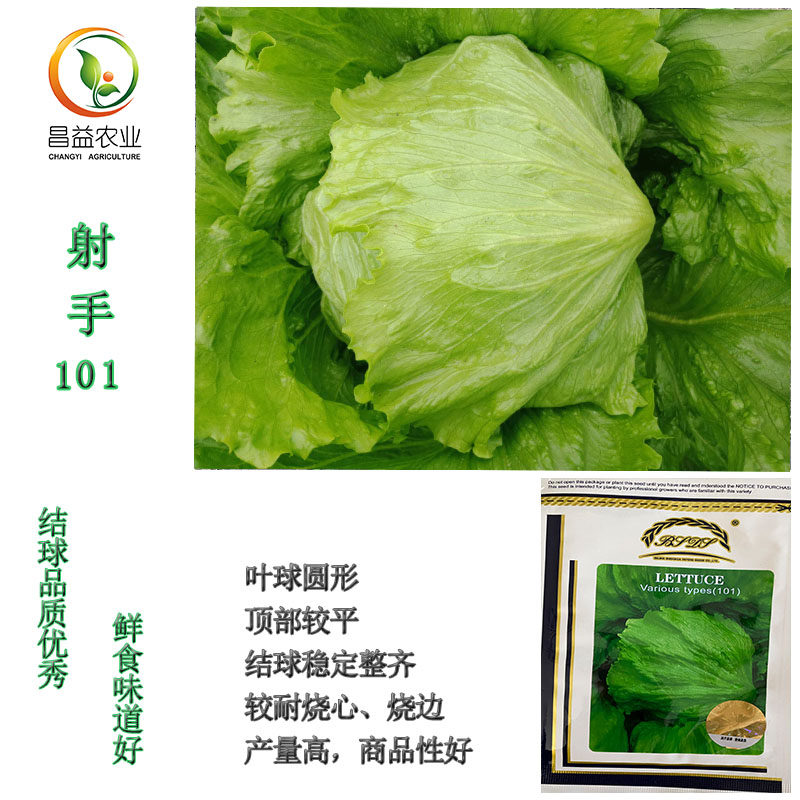 原装进口结球生菜种籽孑 射手101高产奶油生菜沙拉大面积种植生菜