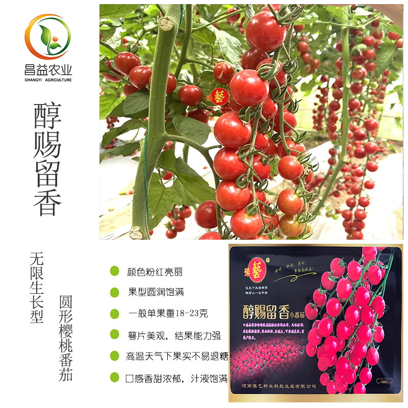 醇赐留香樱桃番茄种子河南豫艺早熟抗病粉红色口感香甜小番茄种子