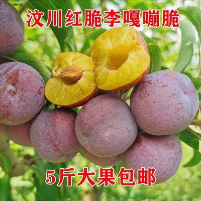 四川汶川李子孕妇水果红脆李