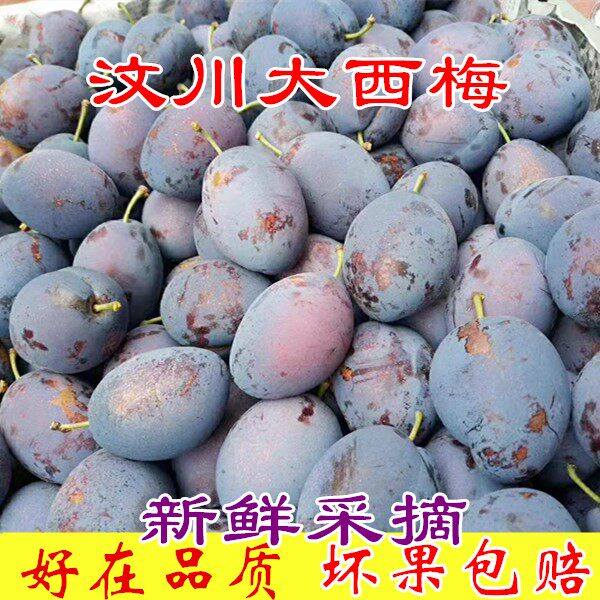 汶川大西梅孕妇宝宝辅食水果新鲜当季软糯甜5斤梅子脆李