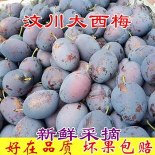 汶川大西梅孕妇宝宝辅食水果新鲜当季软糯甜5斤梅子脆李