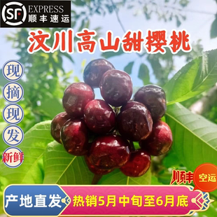 车厘子四川汶川大樱桃新鲜采摘应季优质水果甜顺丰空运