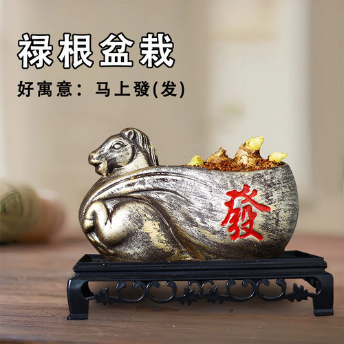 禄根盆栽好养好寓意室内桌面