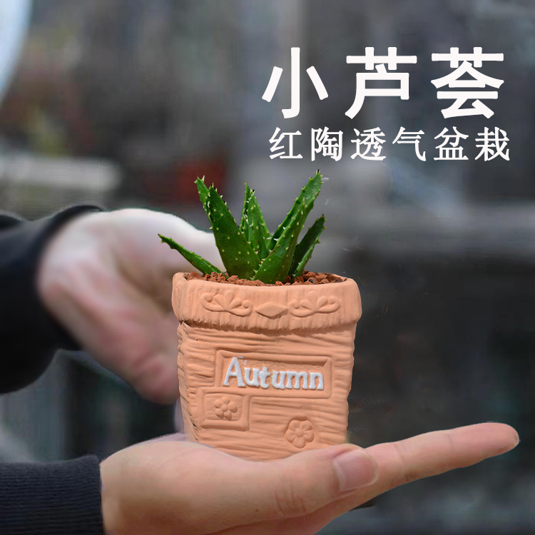 小芦荟幼苗办公室桌面除甲醛好养