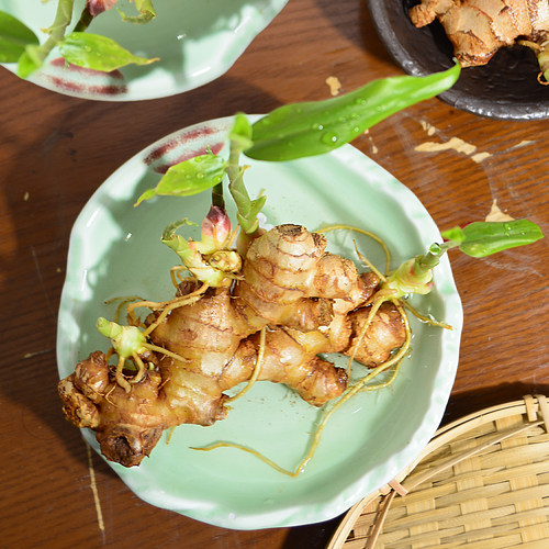 禄根水培专用陶瓷花盆