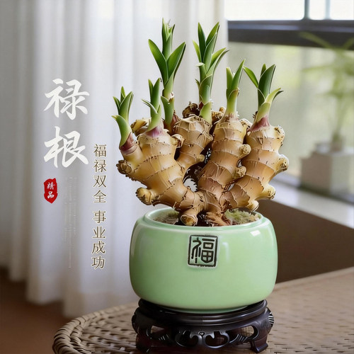 精品禄根盆栽桌面好养
