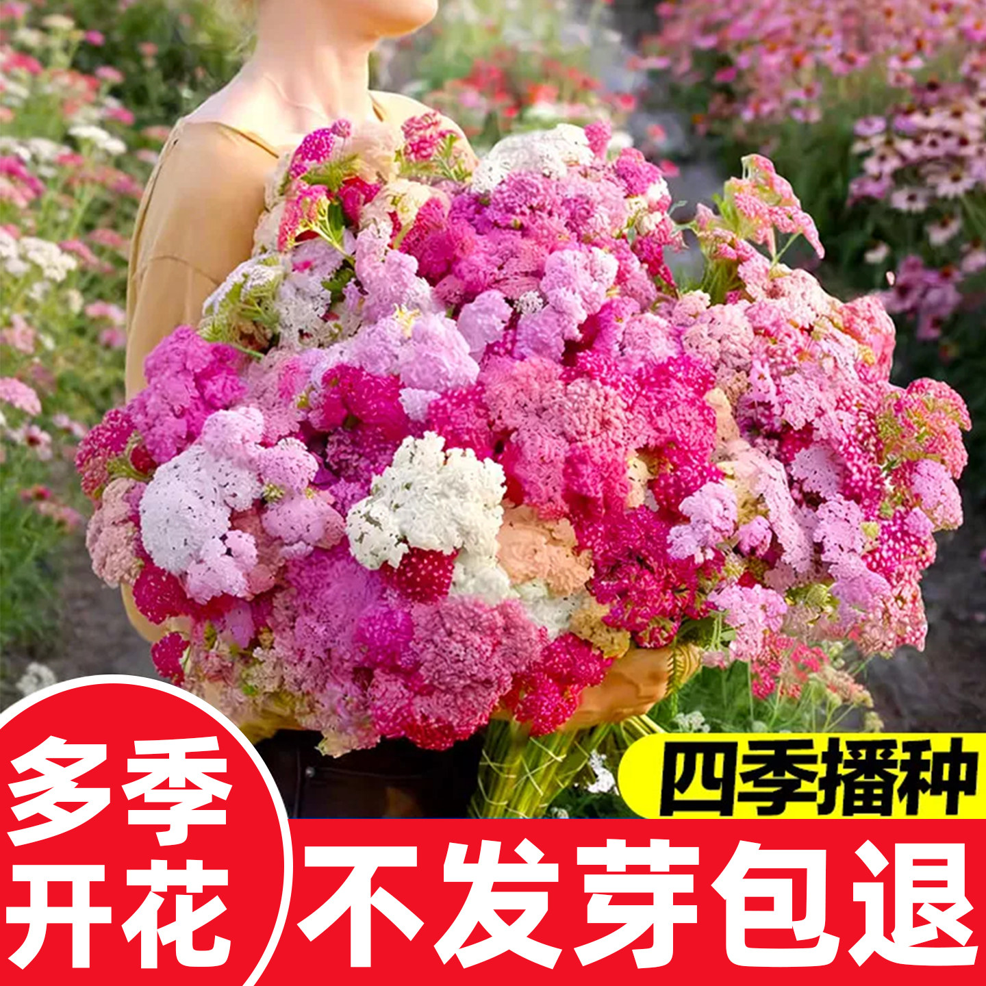 蓍草种子西洋千叶花籽欧蓍神锯草籽宿根耐寒阳台盆栽可切花蕾丝花