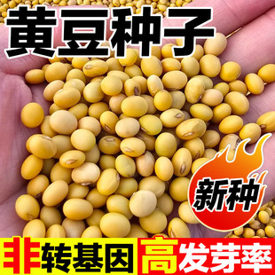 黄豆种子中黄13大粒抗病国产大豆基地用籽37大豆种子黄豆种籽高产