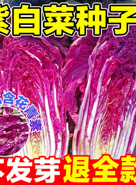 紫白菜种子营养丰富里外紫色大白菜四季播种庭院田地蔬菜种籽种植