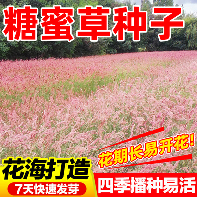 糖蜜草种子耐寒四季南北方种植花园护坡固土配景观赏草籽牧草种籽