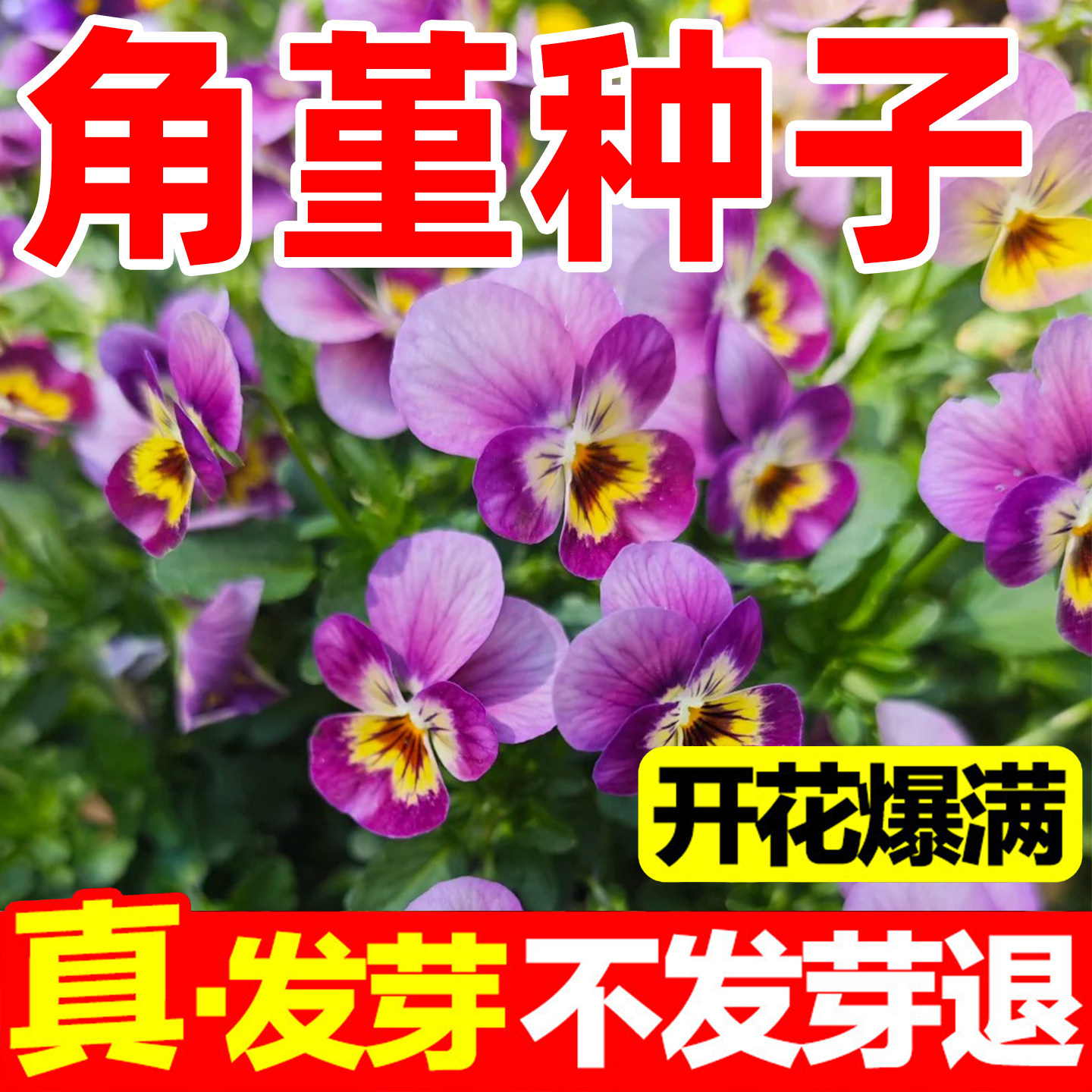 角堇种子进口花力蓝韵白猫脸花三色堇春秋播新手易活阳台盆栽耐寒