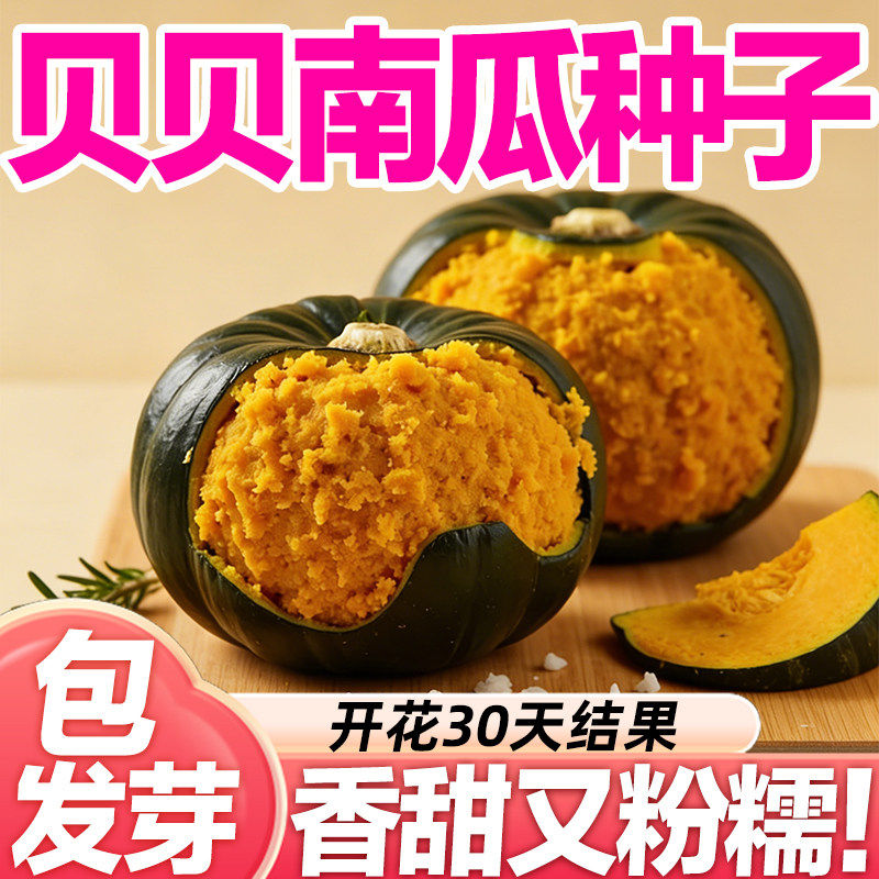 贝贝南瓜种子四季庭院蔬菜种籽子高产甜糯板栗绿贝贝种子小南瓜籽