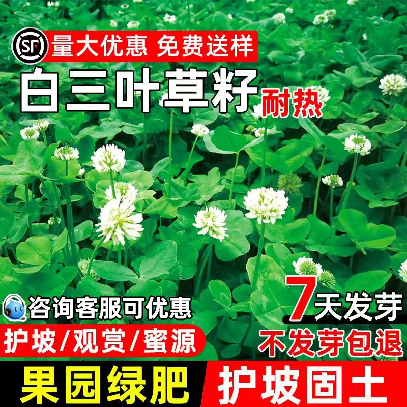 白三叶草籽红三叶草籽三叶草种子四季青四季播种草坪牧草果园绿肥