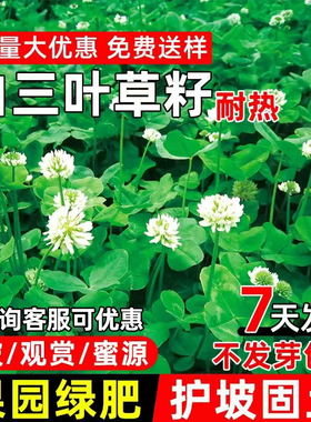 白三叶草籽红三叶草籽三叶草种子四季青四季播种草坪牧草果园绿肥