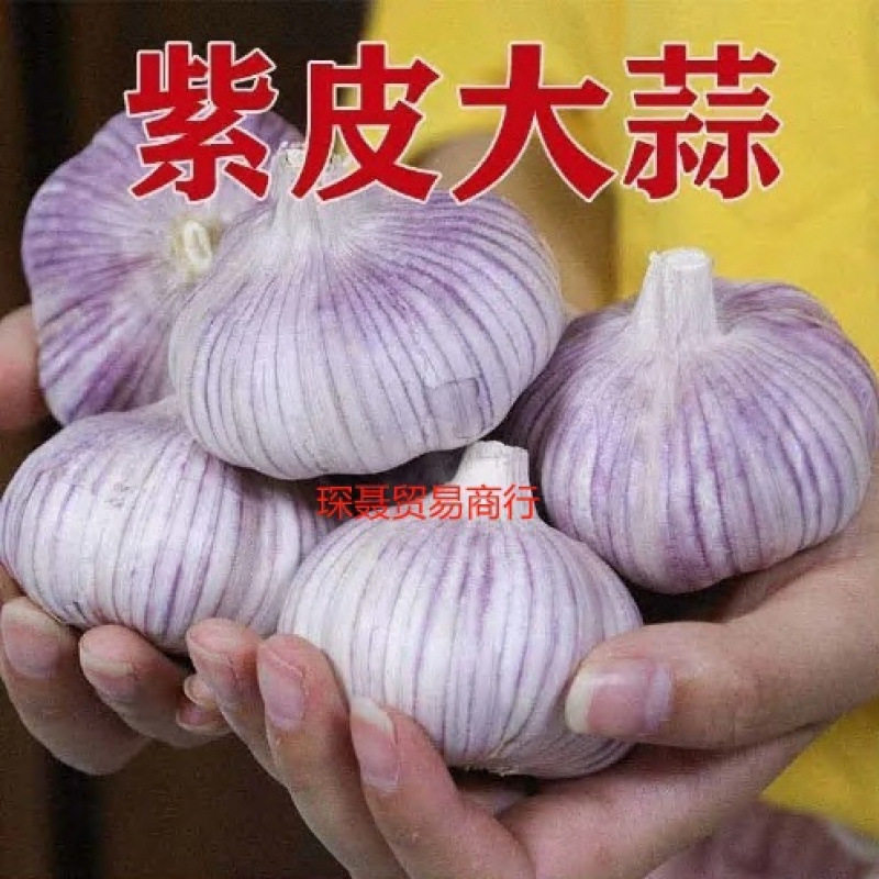 紫皮大蒜斤 年当季整箱新鲜蔬菜新干大蒜头红皮农家自种,水产肉类/新鲜蔬果/熟食,大蒜,淘宝优惠券,粉丝福利购,淘宝优惠卷