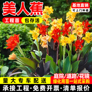 水培美人蕉花苗四季易养水生植物花卉盆栽室外庭院土培花苗多年生
