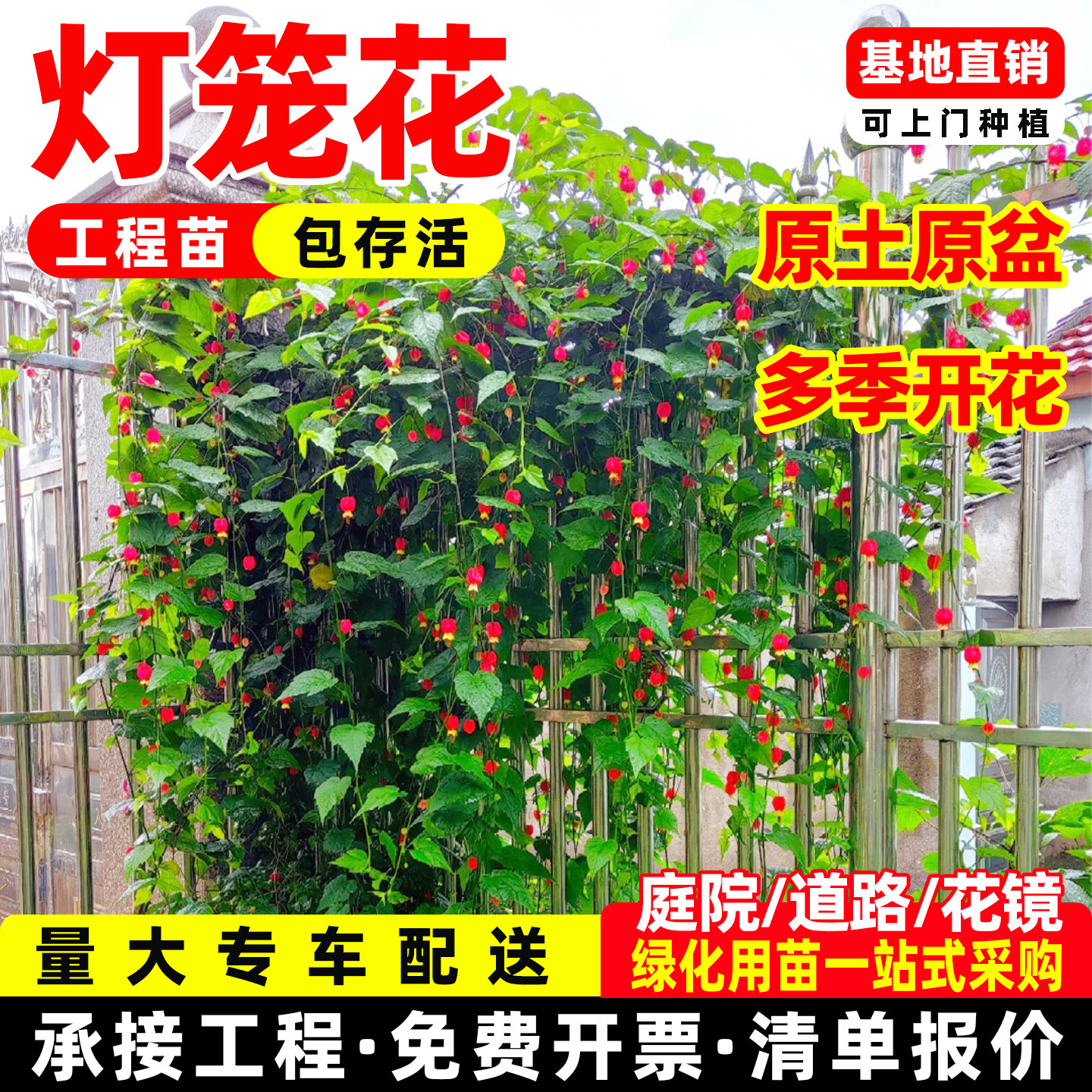 灯笼花爬藤盆栽四季开花蔓性风铃花藤本植物好养耐晒耐寒庭院围墙